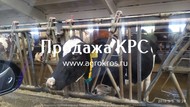 Продаже молочные нетели Черно-пестрой породы.