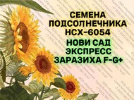 Семена гибрида подсолнечника нсх-6054