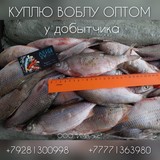 Куплю плотву, тарань, воблу, чехонь, щуку, судака у добытчика